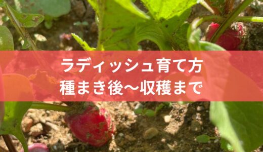 【育て方のコツ】ラディッシュ種まき後の世話の仕方ガイド